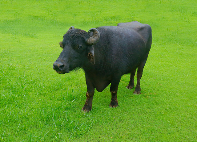 Live animal