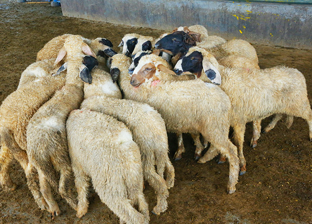 Image 4