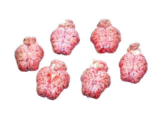 Sheep Brain