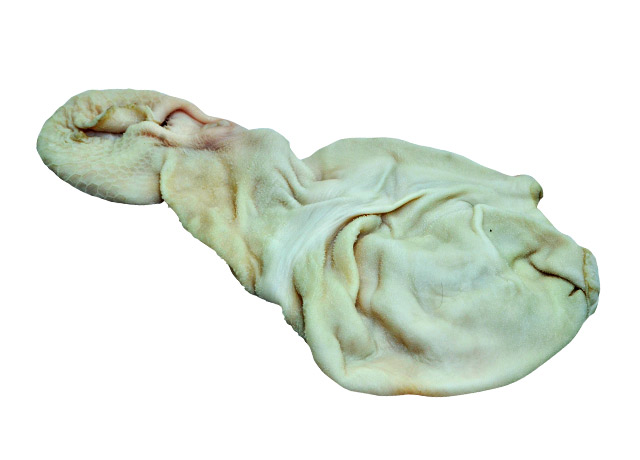 Sheep Tripe