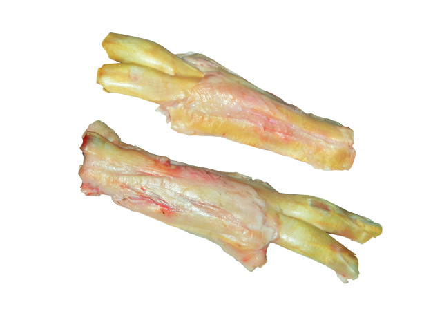 Knee Tendon (009)