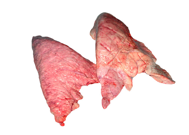 Lungs