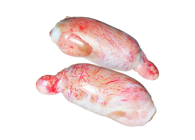 Testicle (011)