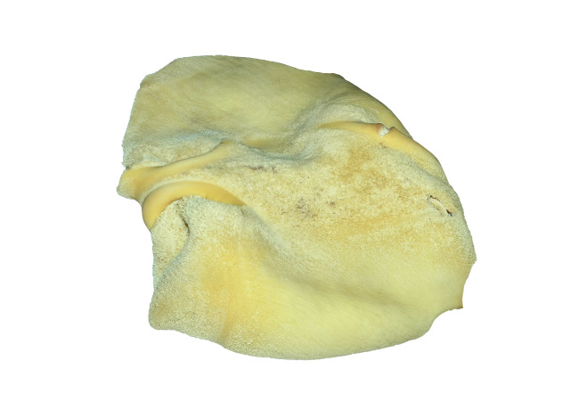 Tripe (003)