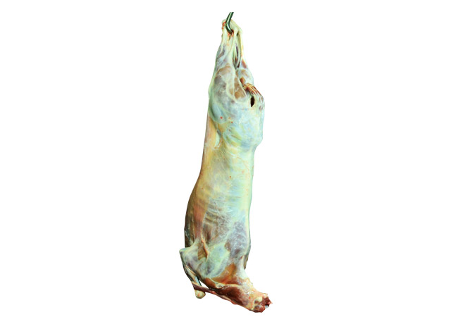 Sheep carcass